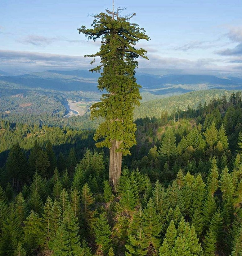 Hyperion - najwyższe na świecie drzewo (115,61 m)