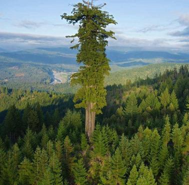 Hyperion - najwyższe na świecie drzewo (115,61 m)