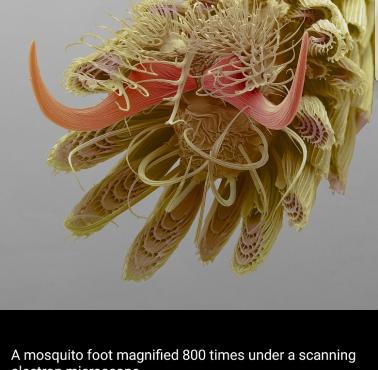 Stopa komara pod mikroskopem elektronowym