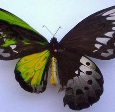 Ciekawostka przyrodnicza - Dwupłciowy motyl