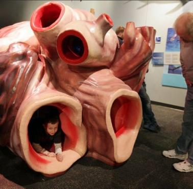 Serce płetwala błękitnego może ważyć ponad 680 kg
