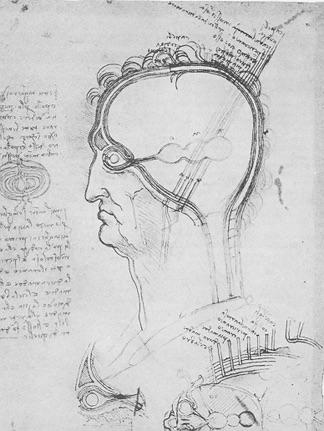 Pierwszy rysunek ludzkiego mózgu wykonany przez Leonarda Da Vinci