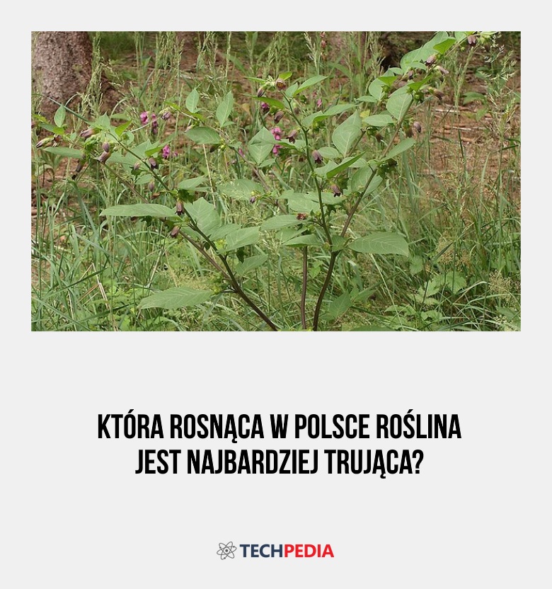 Która rosnąca w Polsce roślina jest najbardziej trująca?