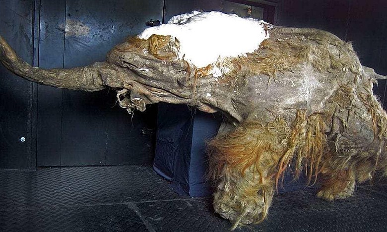 Yuka (mamut) – dwuipółroczny (w chwili śmierci) zakonserwowany mamut włochaty sprzed 39 tysięcy lat odnaleziony na Syberii