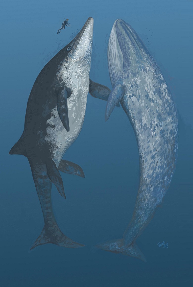 Wymarły gigantyczny morski dinozaur Lilstock Icthyosaur w porównaniu do płetwala błękitnego