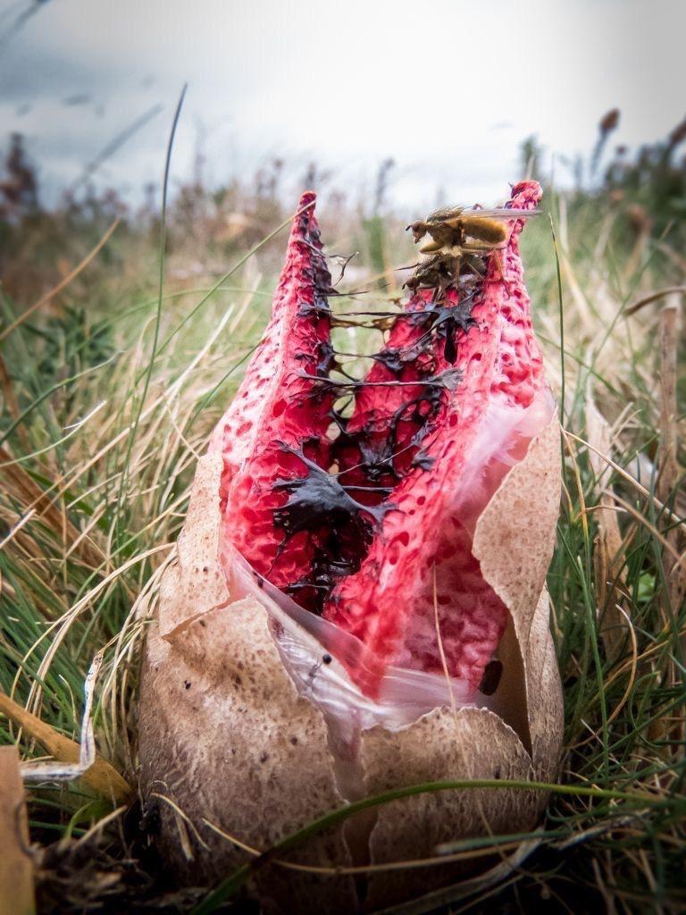 Okratek australijski, kwiatowiec australijski (Clathrus archeri (Berk.) Dring) zwany również Diabelskimi palcami
