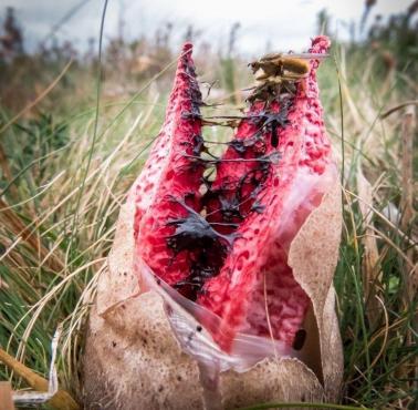 Okratek australijski, kwiatowiec australijski (Clathrus archeri (Berk.) Dring) zwany również "Diabelskimi palcami"