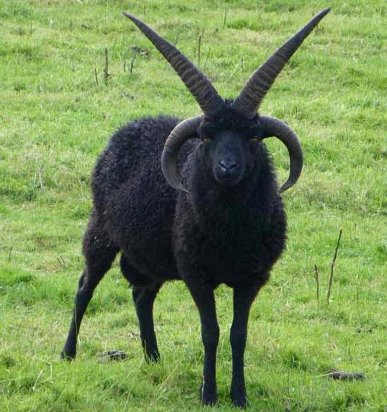 Szkocka owca hebridean (Ovis aries)