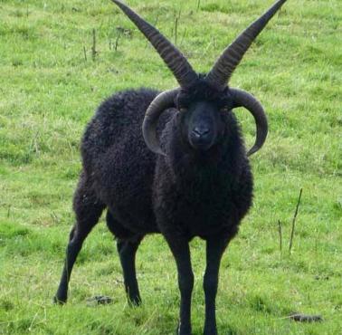 Szkocka owca hebridean (Ovis aries)