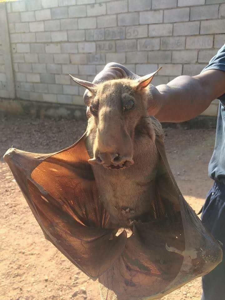 Występujący w Afryce środkowej młotogłów wielkogłowy (Hypsignathus monstrosus)