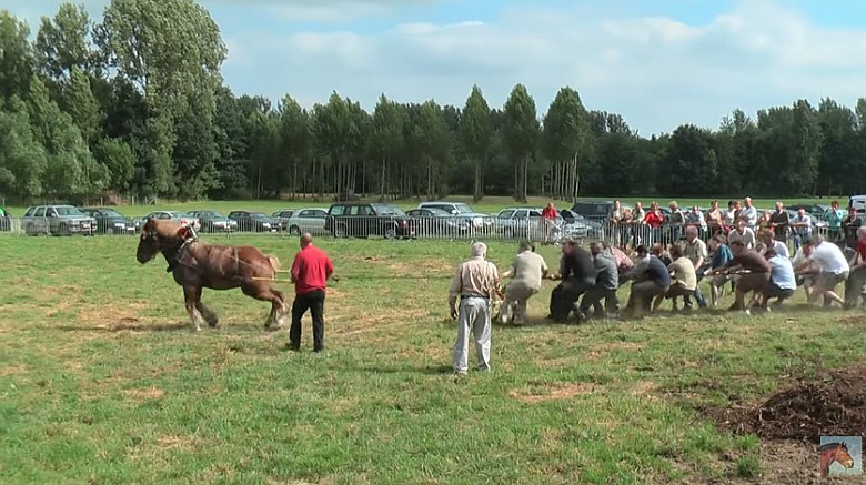 Siła jednego konia przeciwko 18 mężczyznom, Belgia (wideo HD)