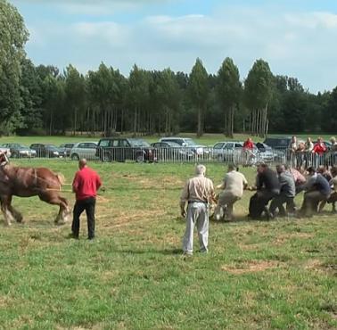 Siła jednego konia przeciwko 18 mężczyznom, Belgia (wideo HD)