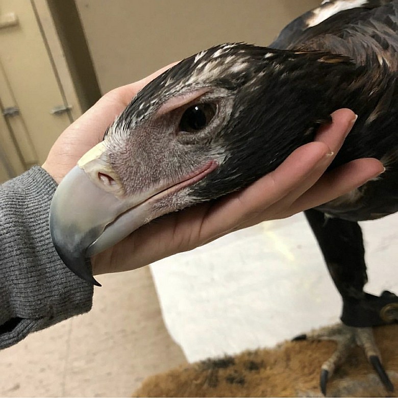 Głowa dorosłego orła australijskiego (Aquila audax)