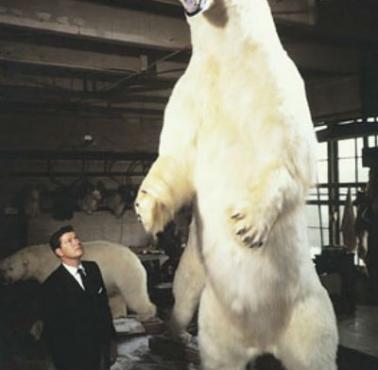 Rozmiary największego wypchanego niedźwiedzia polarnego