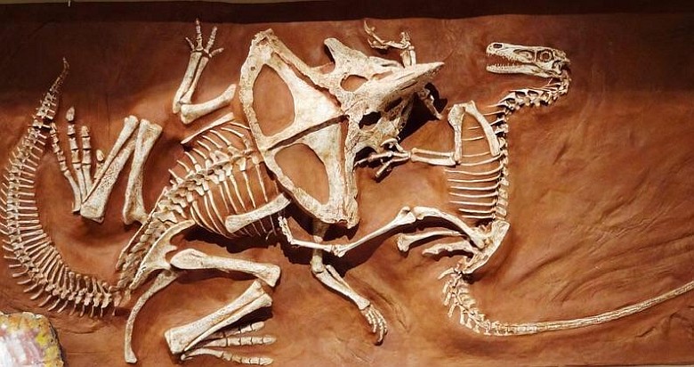 Skamielina Welociraptora z pazurami w szyi Protoceratopsa