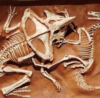 Skamielina Welociraptora z pazurami w szyi Protoceratopsa