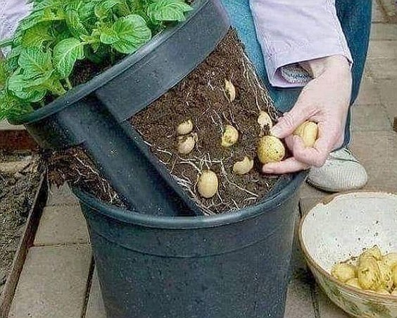 Ziemniaki z własnego ogródka