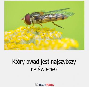 Który owad jest najszybszy na świecie?