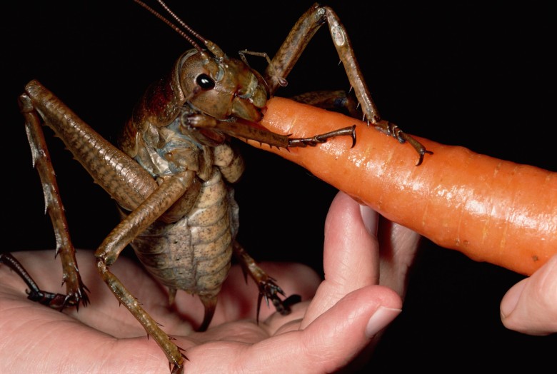 Ogromny owad z gatunku weta, zamieszkuje tylko Nową Zelandię