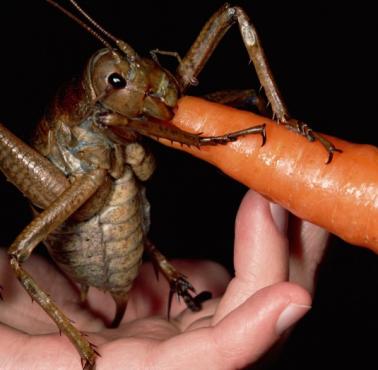 Ogromny owad z gatunku weta, zamieszkuje tylko Nową Zelandię