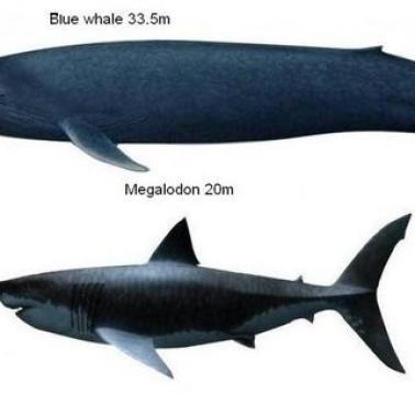 Wymarły rekin megalodon (Carcharodon megalodon lub Carcharocles megalodon), płetwal błękitny i człowiek (porównanie rozmiarów)