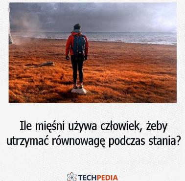 Ile mięśni używa człowiek, żeby utrzymać równowagę podczas stania?