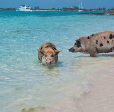 Oswojone świnie, które radośnie pływają na plażach na Bahamach