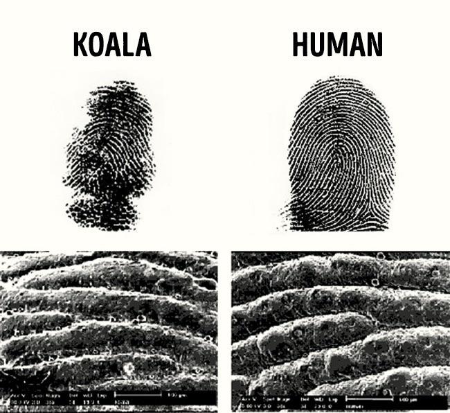 Koale podobnie jak ludzie mają unikalne (i podobne do ludzkich) odciski palców