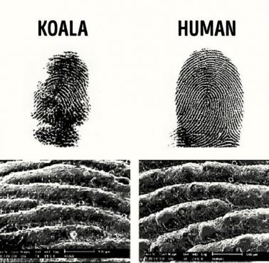 Koale podobnie jak ludzie mają unikalne (i podobne do ludzkich) odciski palców
