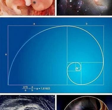 Matematyka jest wszędzie - złoty podział