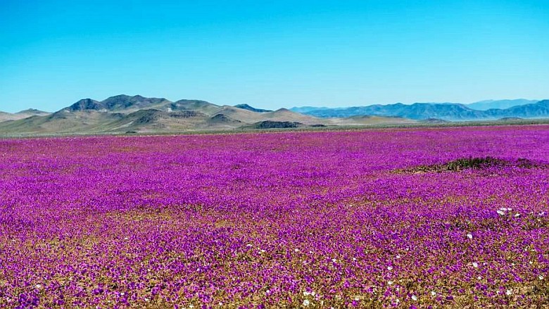 Pustynia Atacama (Chile) jest najbardziej suchą pustynią na świecie. Po opadach deszczu pustynia zaczyna kwitnąć