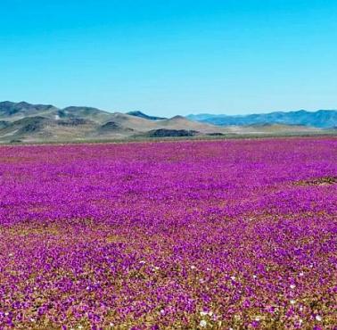 Pustynia Atacama (Chile) jest najbardziej suchą pustynią na świecie. Po opadach deszczu pustynia zaczyna kwitnąć