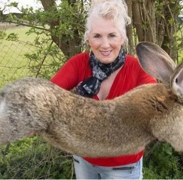 Dorosły Olbrzym Belgijski (Oryctolagus cuniculus)