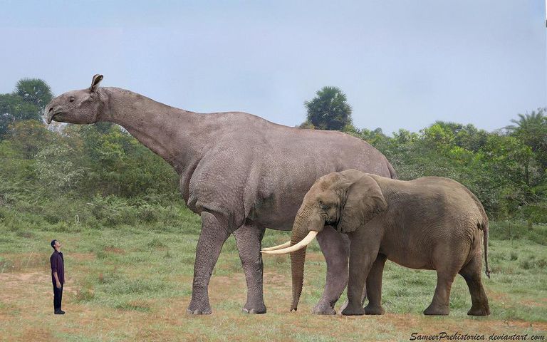 Największy wymarły lądowy ssak (Paraceratherium), słoń afrykański i człowiek