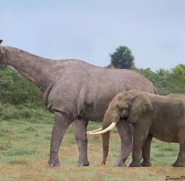 Największy wymarły lądowy ssak (Paraceratherium), słoń afrykański i człowiek