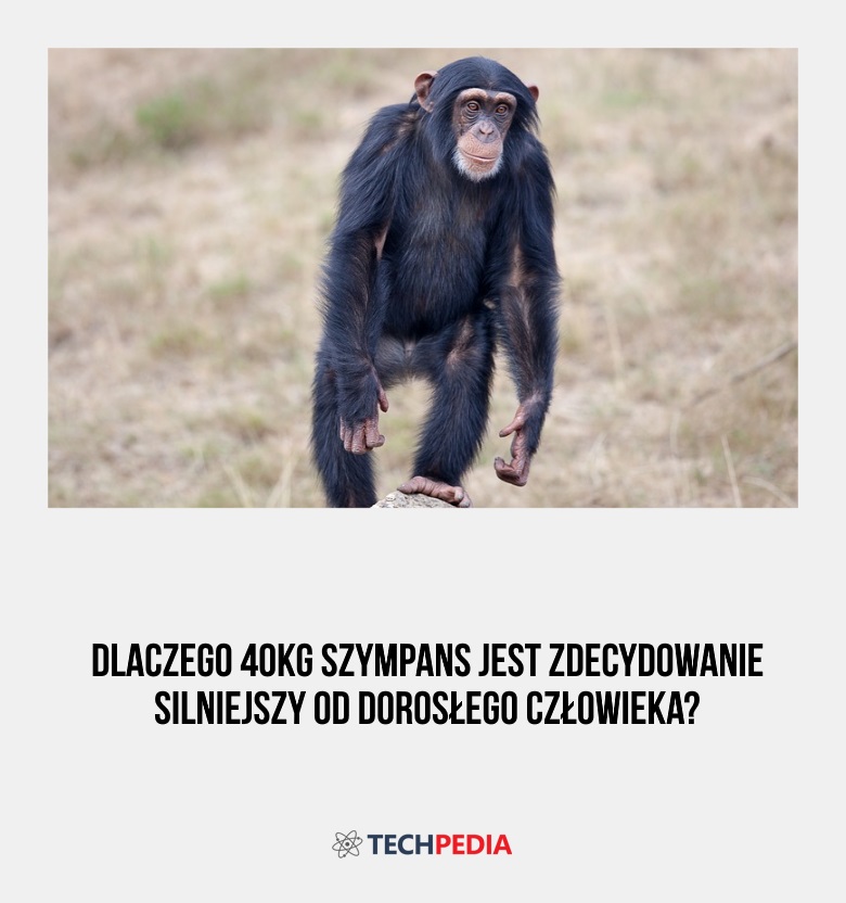 Dlaczego 40kg szympans jest zdecydowanie silniejszy od dorosłego człowieka?
