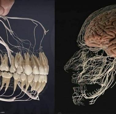Dlaczego ból zęba i ból głowy są ze sobą powiązane