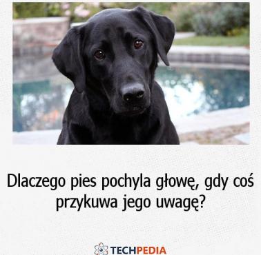 Dlaczego pies pochyla głowę, gdy coś przykuwa jego uwagę?