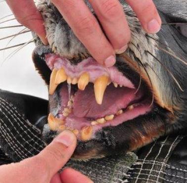 Zęby foki
