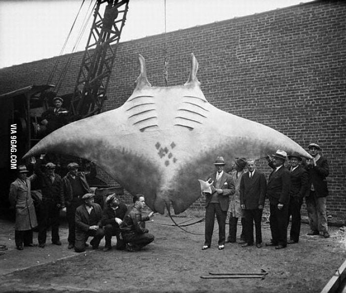Manta, diabeł morski (Manta birostris) - największy przedstawiciel mantowatych, 1933