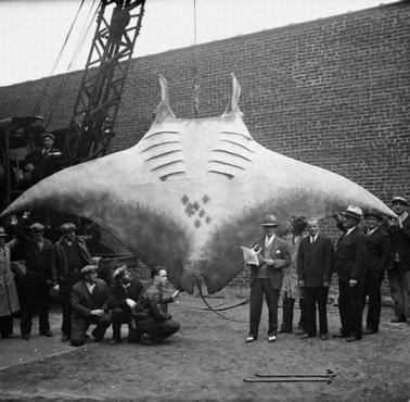 Manta, diabeł morski (Manta birostris) - największy przedstawiciel mantowatych, 1933