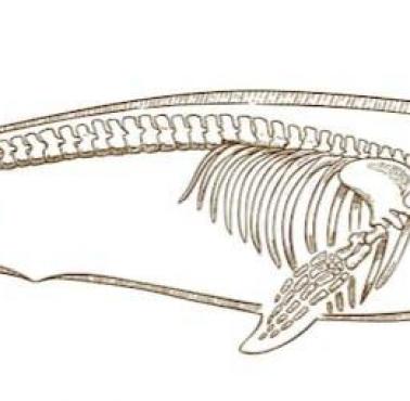 Wieloryby nadal mają fragmenty kości pozostające z czasów, gdy miały tylne nogi