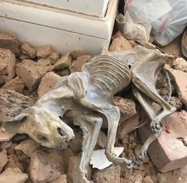 Znalezione podczas remontu domu ciało kota, Wielka Brytania