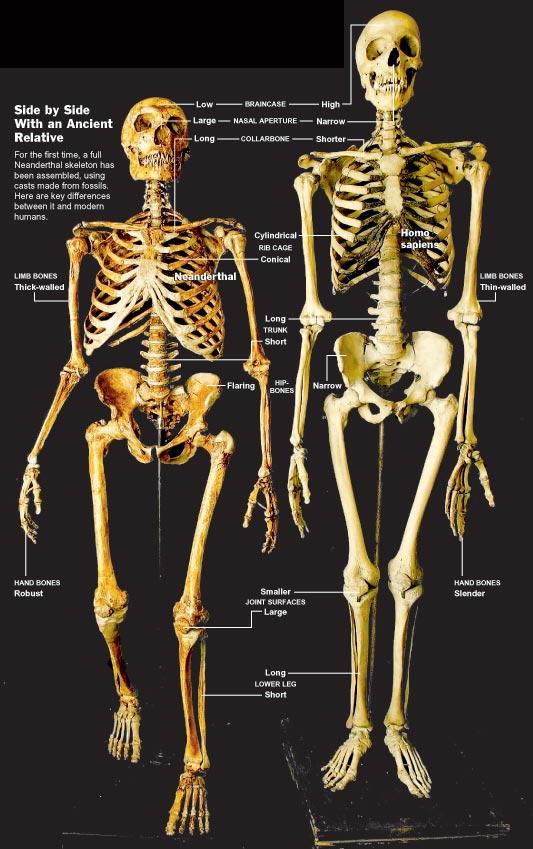 Porównanie szkieletu Homo Sapiens i Neandertalczyka