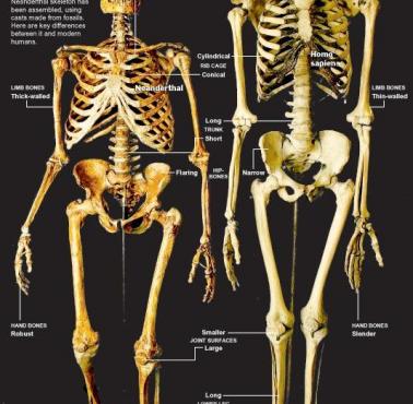 Porównanie szkieletu Homo Sapiens i Neandertalczyka