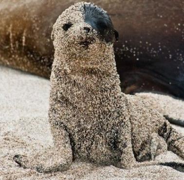 Młode lwy morskie toczą się w piasku, aby chronić się przed słońcem