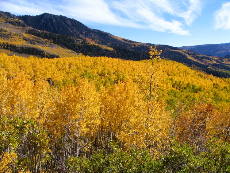 Pando, zagajnik topoli osikowej, jest najstarszą na świecie żyjącą rośliną (ma 80 tys. lat), Utah, USA