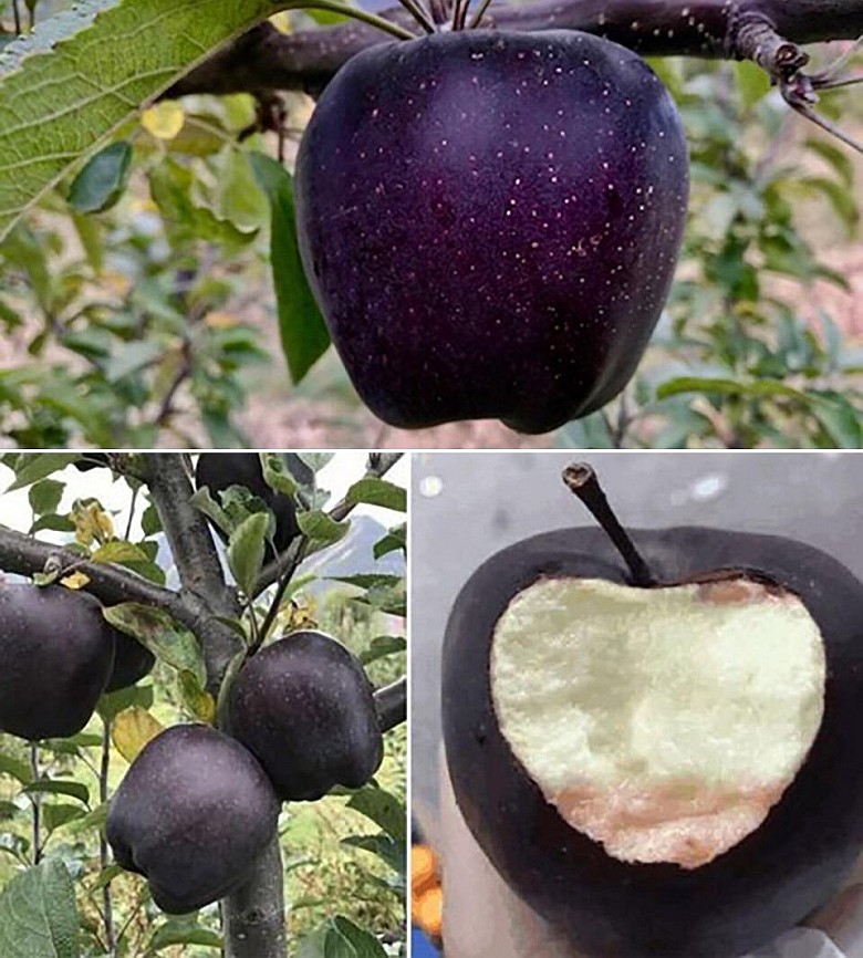 Black Diamond spotykane w Tybecie jabłka o czarnym kolorze