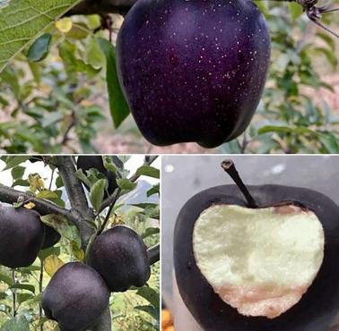 "Black Diamond" spotykane w Tybecie jabłka o czarnym kolorze