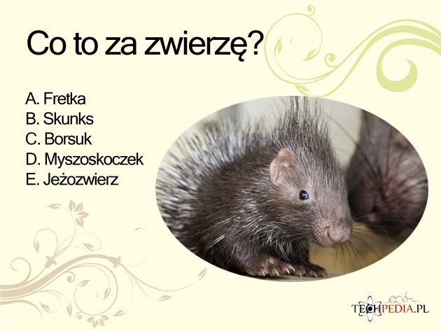 Co to za zwierzę?